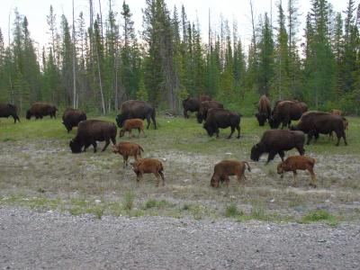 Bison on the Road to Yellowknife