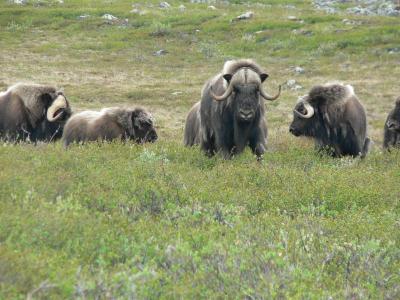 Muskox Herd Lintz Lake