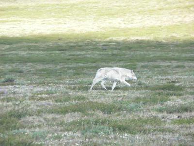 Arctic Wolf