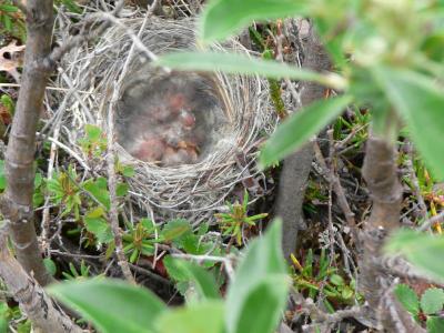Bird Nest