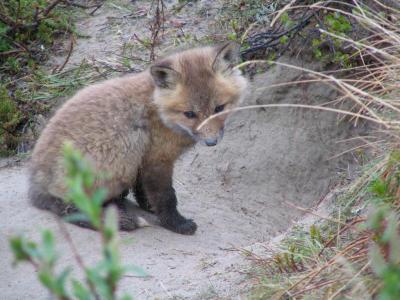 Fox at Cave Lake