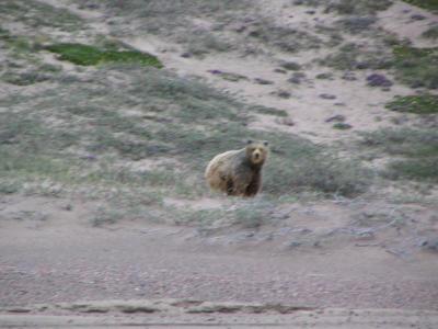 Grizzlie